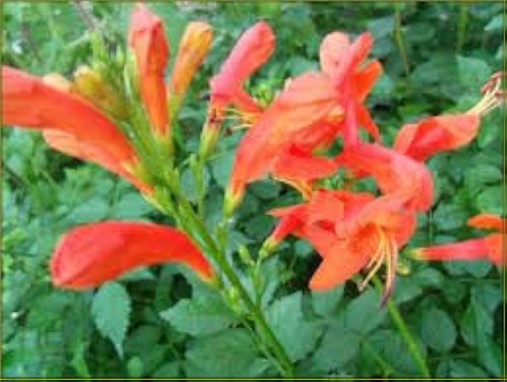 orange bush flower seeds