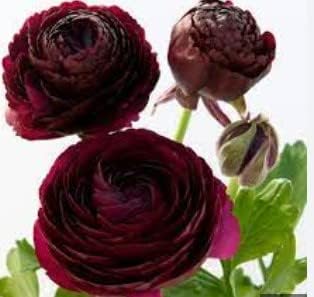 Flower Seeds, Seeds for Planting, Plant Seeds