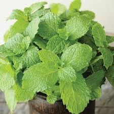 Japanese Mint Seeds for Planting
