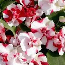 camellia impatiens flower seeds