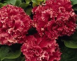 Flower Seeds, Seeds for Planting, Plant Seeds