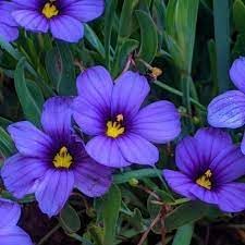 blue sisyrinchium flower seeds