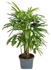 Flower Seeds, Seeds for Planting, Plant Seeds