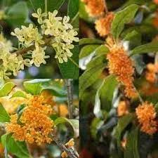 osmanthus flower flower seeds