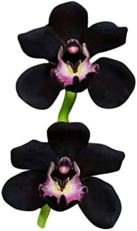 dark khaki flower seeds