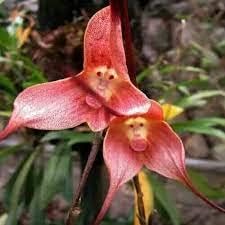 pink monkey flower seeds