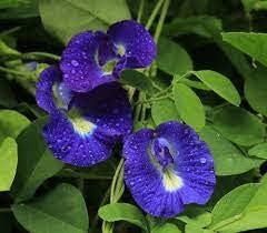 blue flower flower seeds