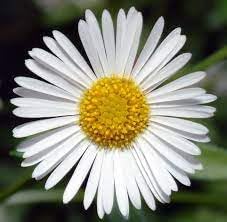 Flower Seeds, Seeds for Planting, Plant Seeds