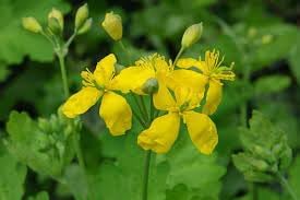 yellow heirloom flower seeds