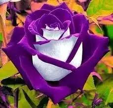 violet white flower seeds