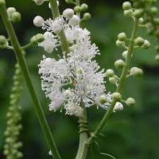 cimicifuga racemosa flower seeds