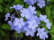 Flower Seeds, Seeds for Planting, Plant Seeds