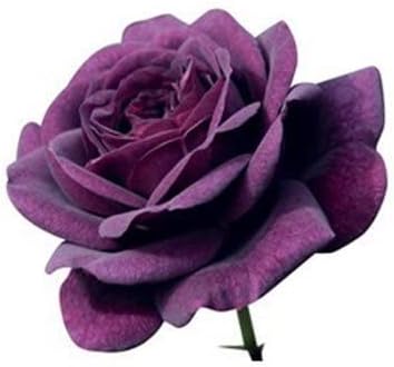 Flower Seeds, Seeds for Planting, Plant Seeds