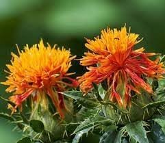 carthamus flower flower seeds