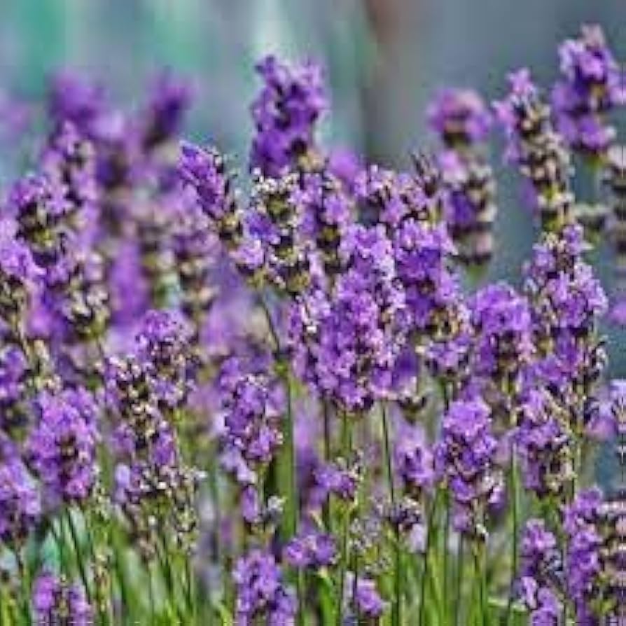 Provence lavendelviolet blomsterfrø til plantning - 100 stk