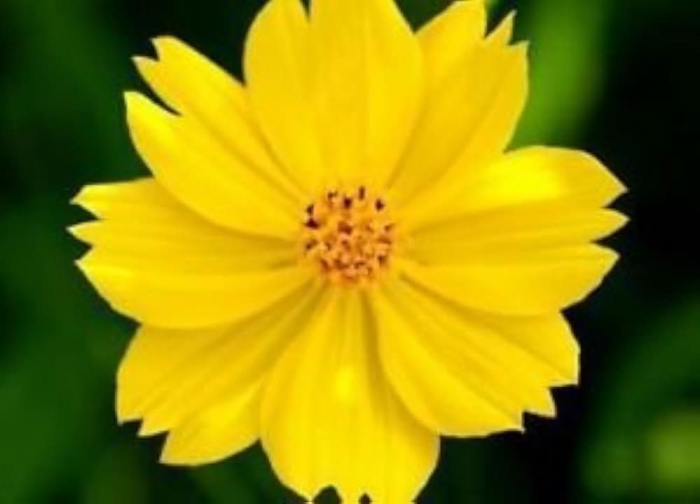 sulphur cosmos flower seeds
