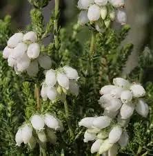 calluna vulgaris flower seeds