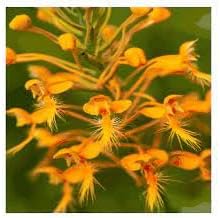 heirloom fringed flower seeds