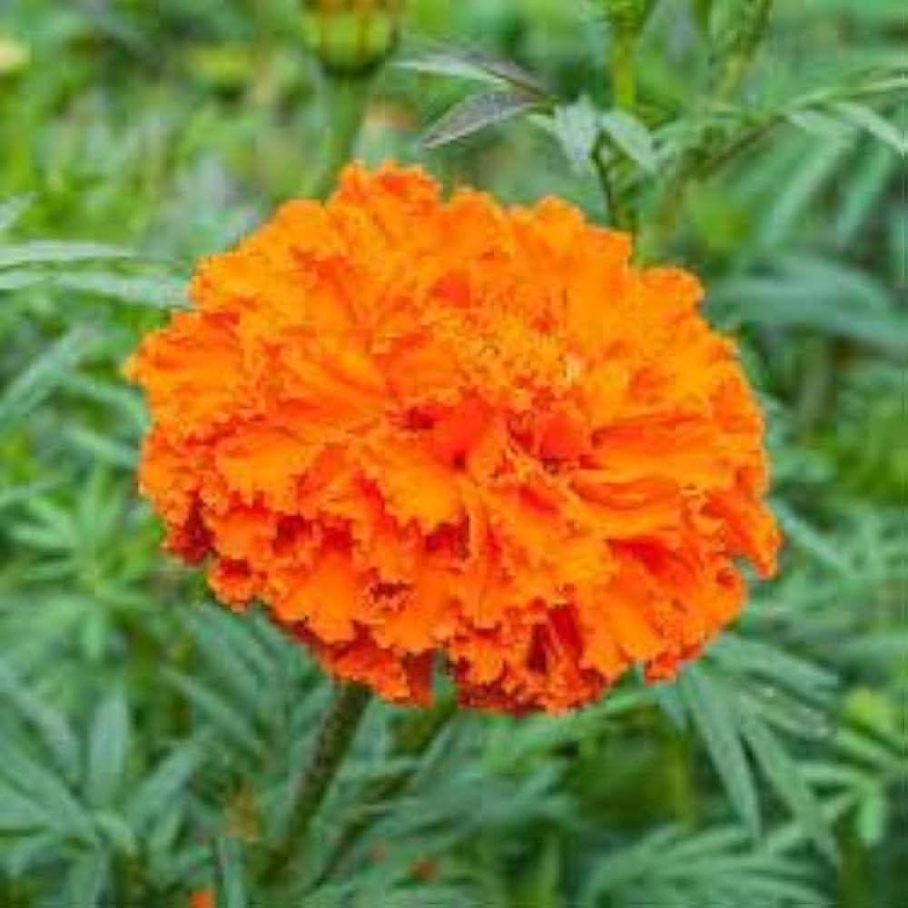 marigold tagetes flower seeds