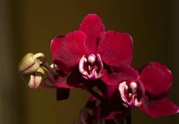 Flower Seeds, Seeds for Planting, Plant Seeds