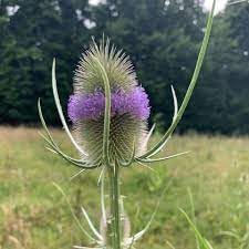 dipsacus plant flower seeds