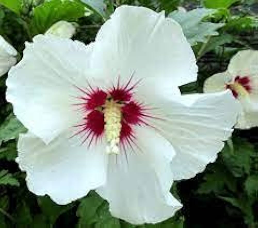 hibiscus hibiscus flower seeds