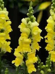 golden snapdragon flower seeds