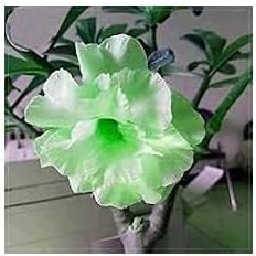 Flower Seeds, Seeds for Planting, Plant Seeds