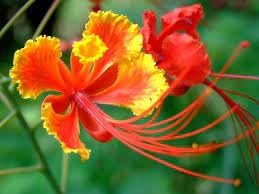 heirloom barbados flower seeds