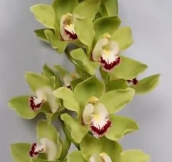 Flower Seeds, Seeds for Planting, Plant Seeds