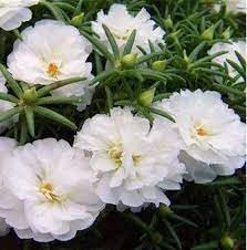 Flower Seeds, Seeds for Planting, Plant Seeds