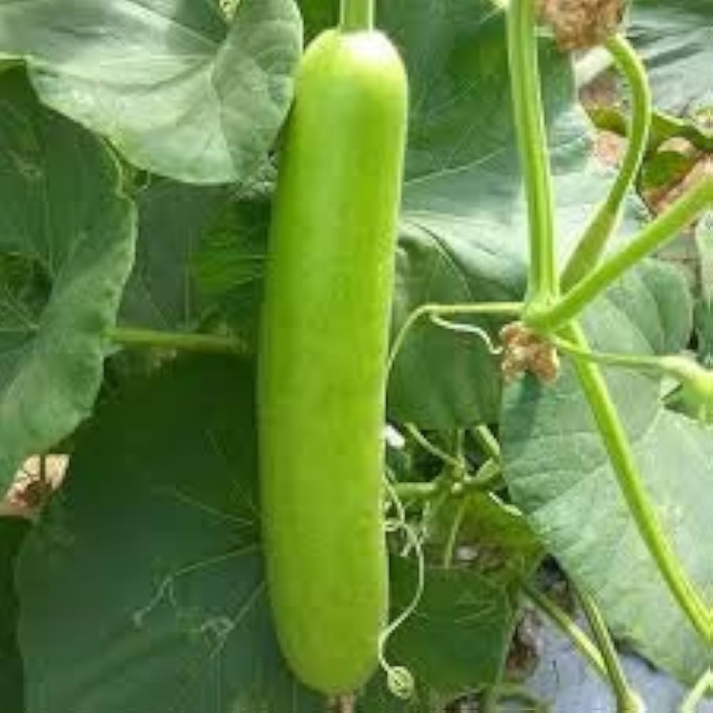 x giant flower seeds