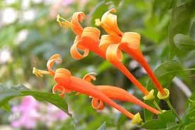 lonicera ciliosa flower seeds