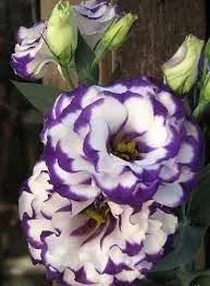 white blue flower seeds