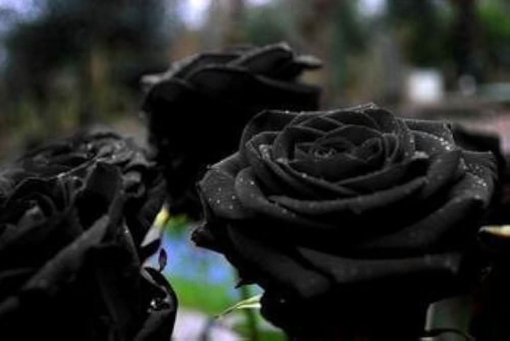 black rosa flower seeds