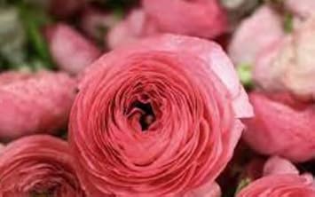 Flower Seeds, Seeds for Planting, Plant Seeds