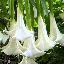 engelstrompete flower flower seeds