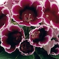 heirloom non flower seeds