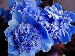 suffruticosa flower flower seeds