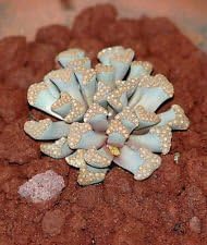 green sea flower seeds