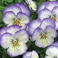 heirloom pansy flower seeds