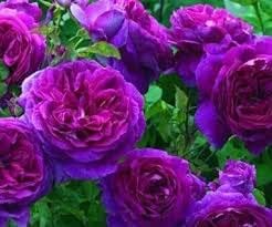 pink purple flower seeds