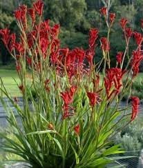 anigozanthos flavidus flower seeds