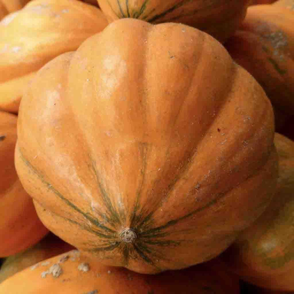 Amish Pie Squash Vegetable Seeds for Planting