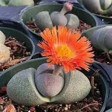 pleiospilos nelii flower seeds