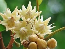 Flower Seeds, Seeds for Planting, Plant Seeds