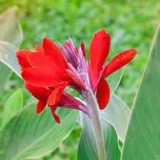 heirloom non flower seeds