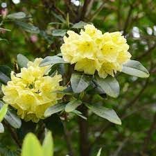 heirloom rhododendron flower seeds