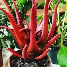 Rare Red Aloe Vera Plant Seeds for Planting-Heirloom & Non-GMO Seeds for planting