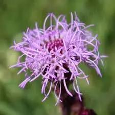 liatris flower flower seeds